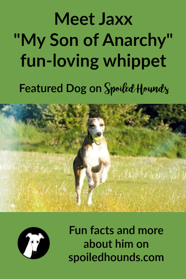 A whippet running with a ball in its mouth