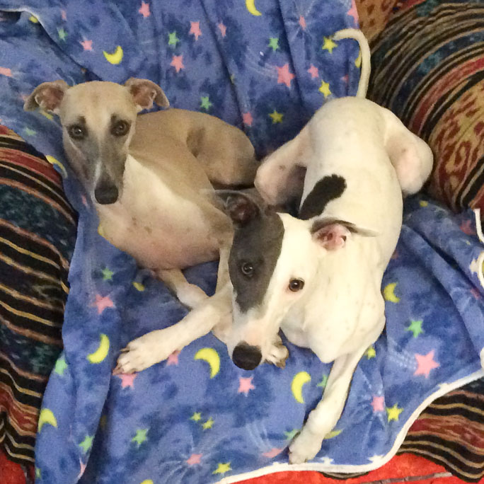 Two whippet dogs sitting on a chair.