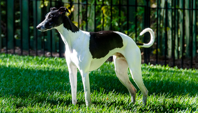 Black and white whippet dog standing on grass.