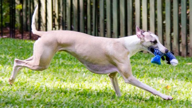 Fawn whippet dog running with a blue dog toy.