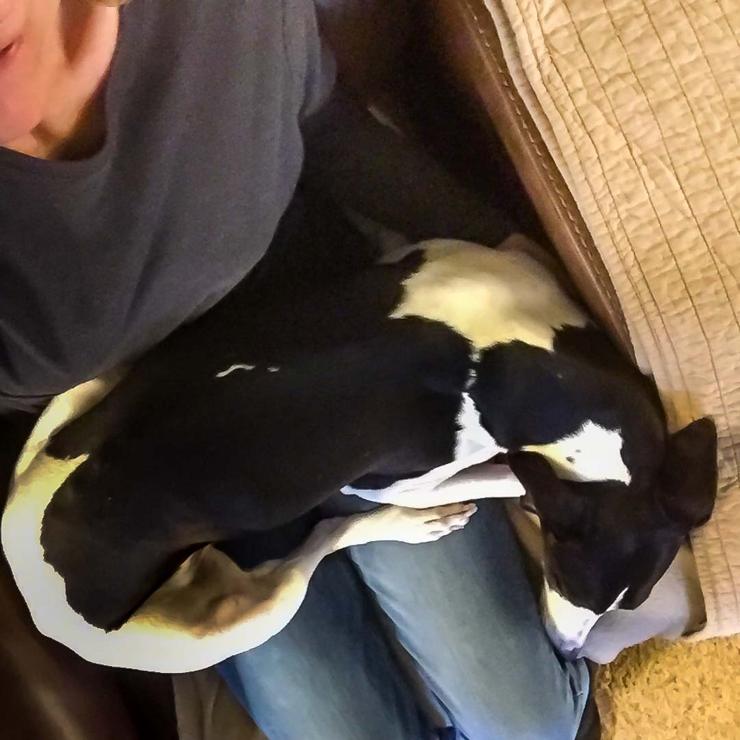 Whippet dog lying on a woman's lap.