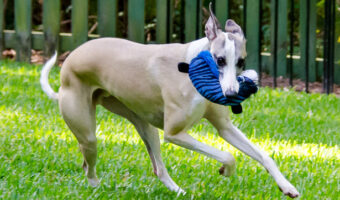 Whippet running with Spot ZooYood Dog Toy
