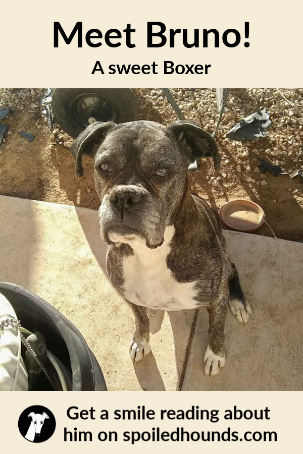 Black brindle boxer dog with white chest and feet