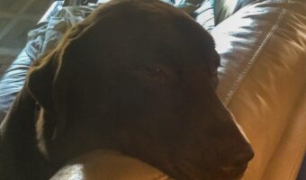 Brown labrador retriever dog on a couch