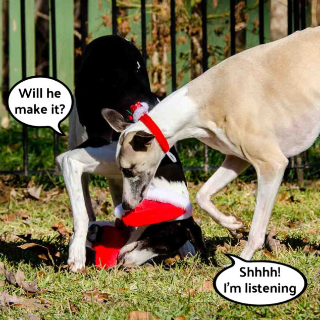Two whippets looking down at a Santa dog down
