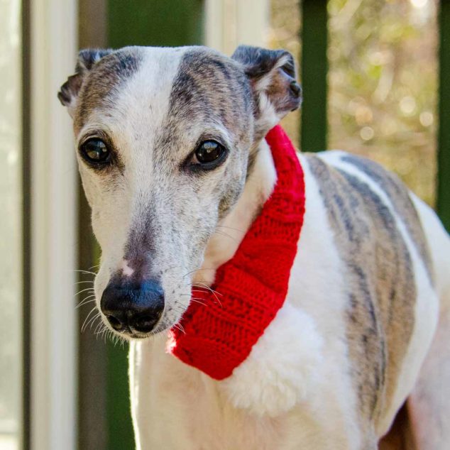 Whippet dog wearing red scarf