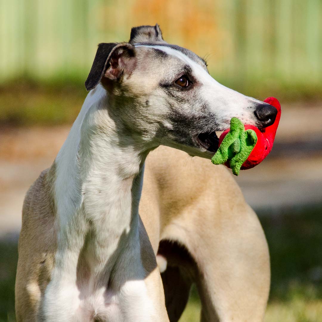 Whippet with chili pepper dog toy in its mouth