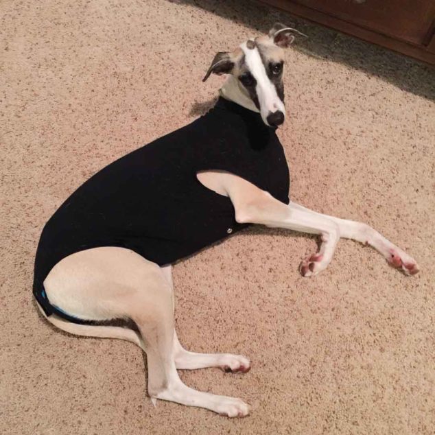 Whippet wearing a black suitical recovery suit for dogs