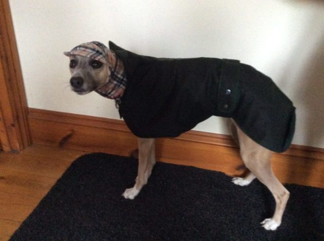 Whippet wearing black dog coat and plaid hat