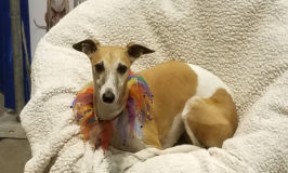 Brown whippet dog on a fleece blanket