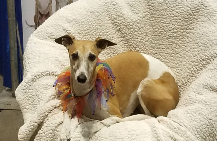 Brown whippet dog on a fleece blanket