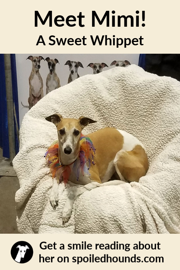 Whippet dog on fleece blanket
