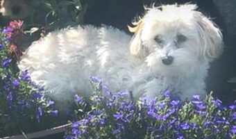 White Maltipoo dog lying next to purple flowers.