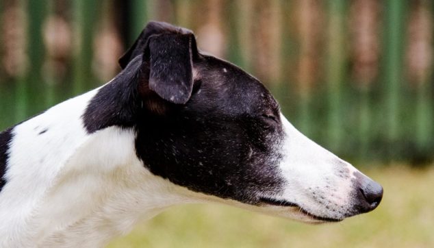 Black and white whippet with eyes closed