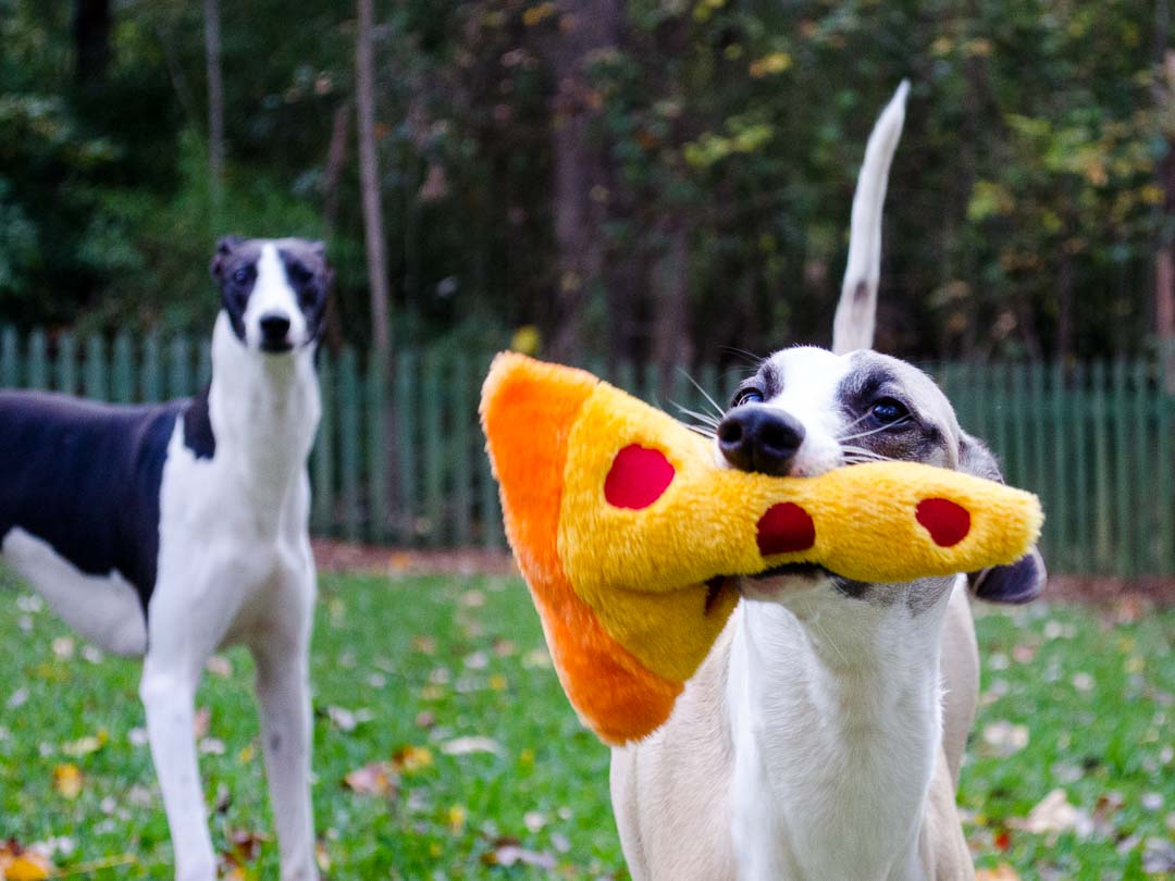 Whippet with pizza slice dog toy