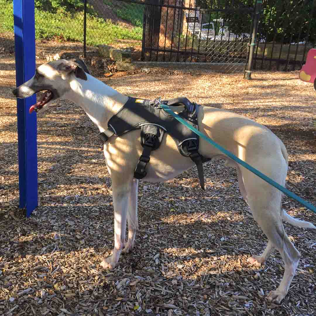 Whippet wearing a Ruffwear dog harness
