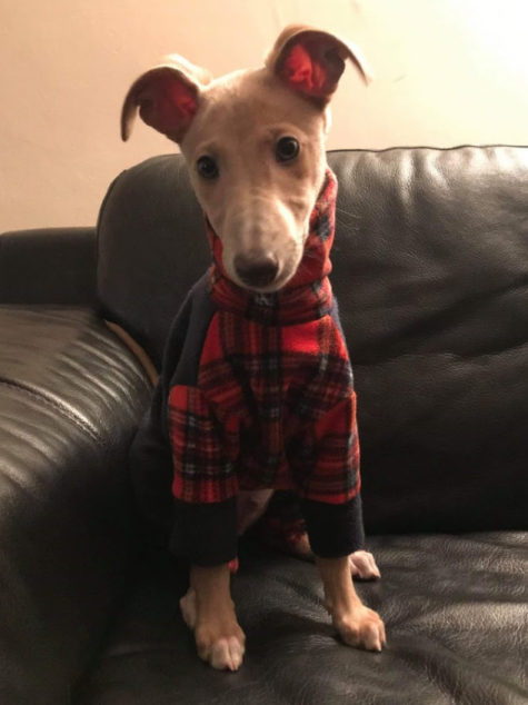 Whippet puppy wearing a plaid dog coat