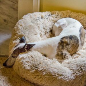 Whippet lying on fluffy dog bed