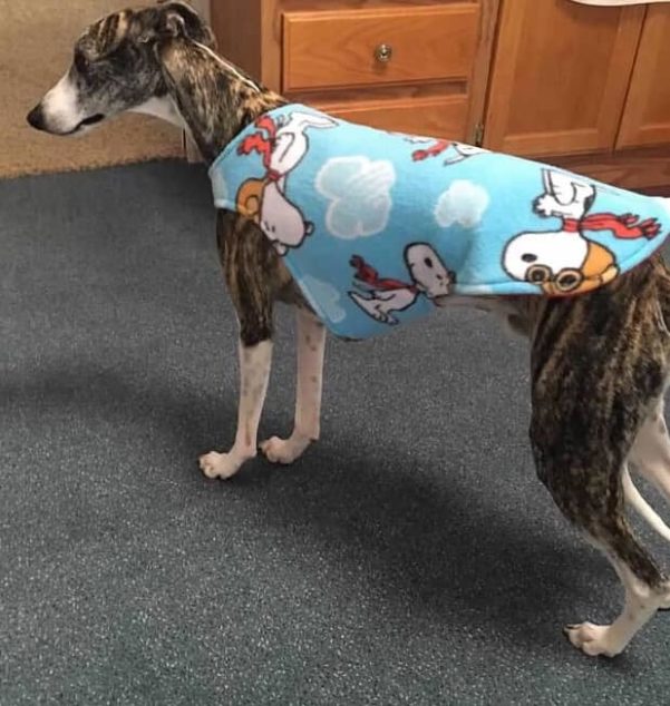 Whippet wearing a dog coat with Snoopy on it