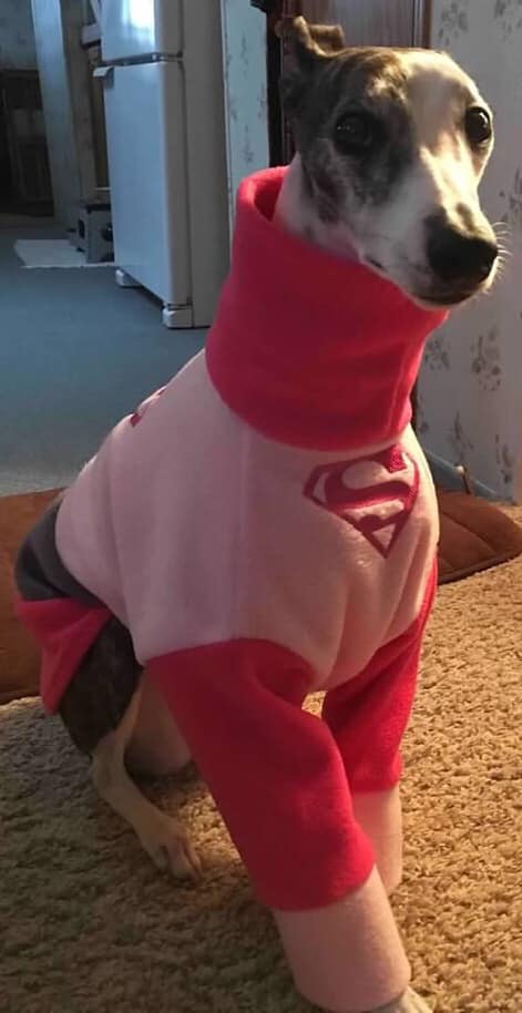 Whippet wearing dog jumper with Superman symbol on it