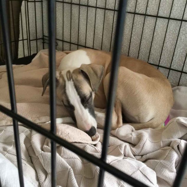 Whippet puppy in a dog crate