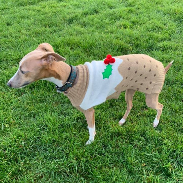 Whippet wearing a Christmas dog sweater