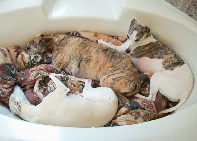 Three whippets in a big bathtub