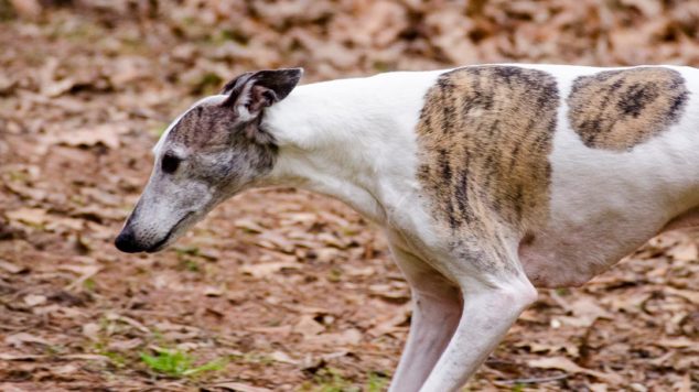 Whippet dog with brindle spots