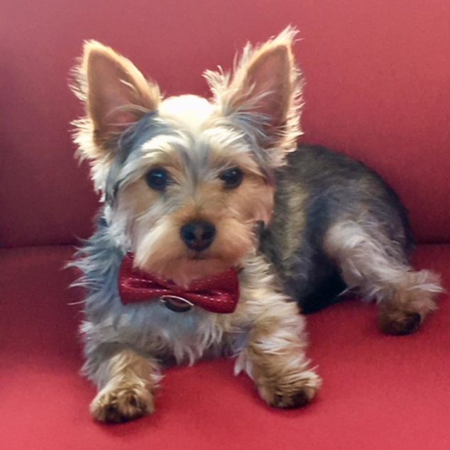 Ziggy Yorkshire Terrier Dog wearing a bow tie collar
