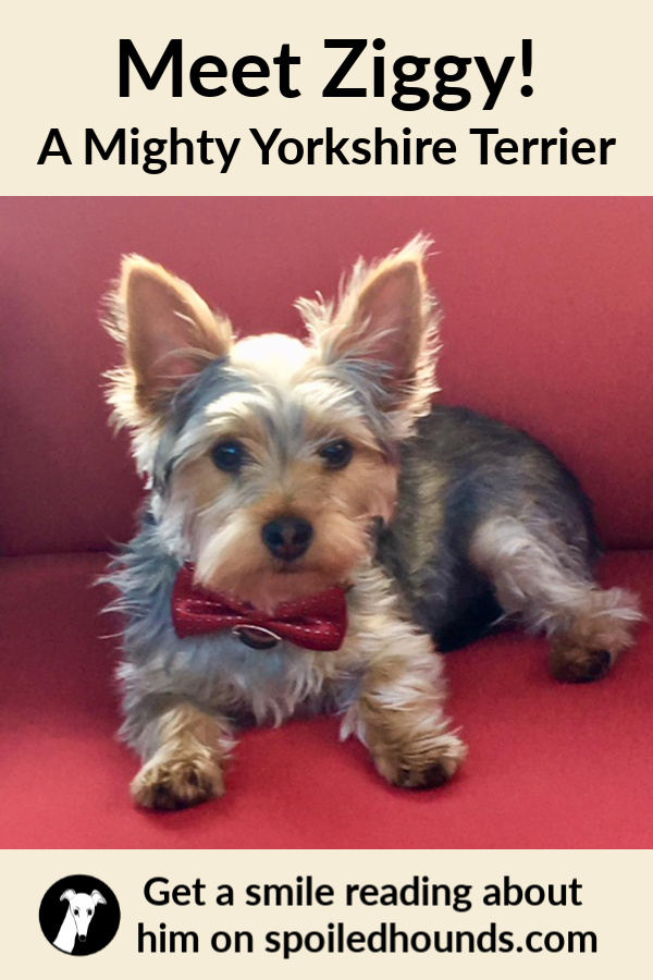Yorkshire Terrier wearing a bow tie