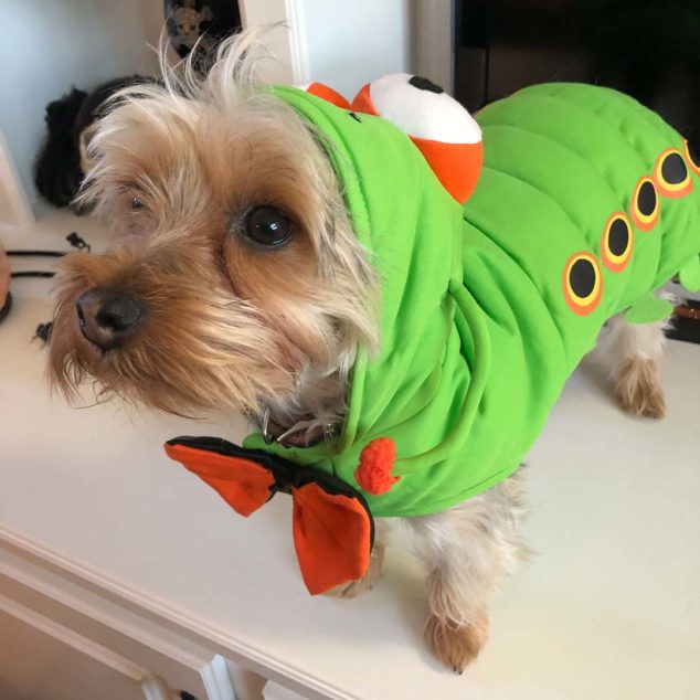 Ziggy Yorkshire Terrier wearing caterpillar costume