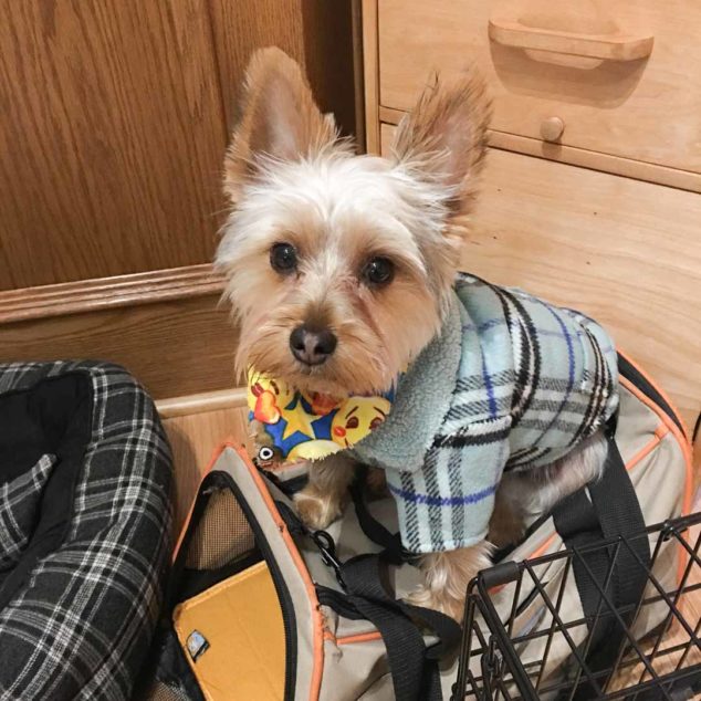 Ziggy Yorkshire Terrier wearing a blue plaid dog coat.