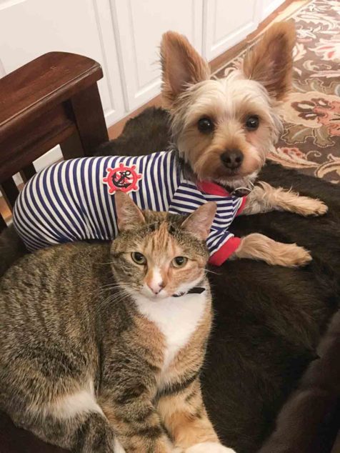 Ziggy Yorkshire Terrier dog sitting next to a cat