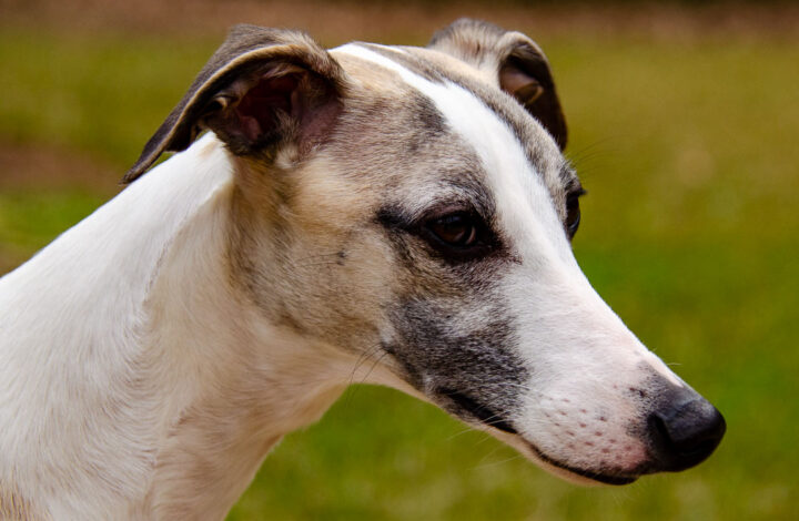 Face of a fawn and white whippet dog