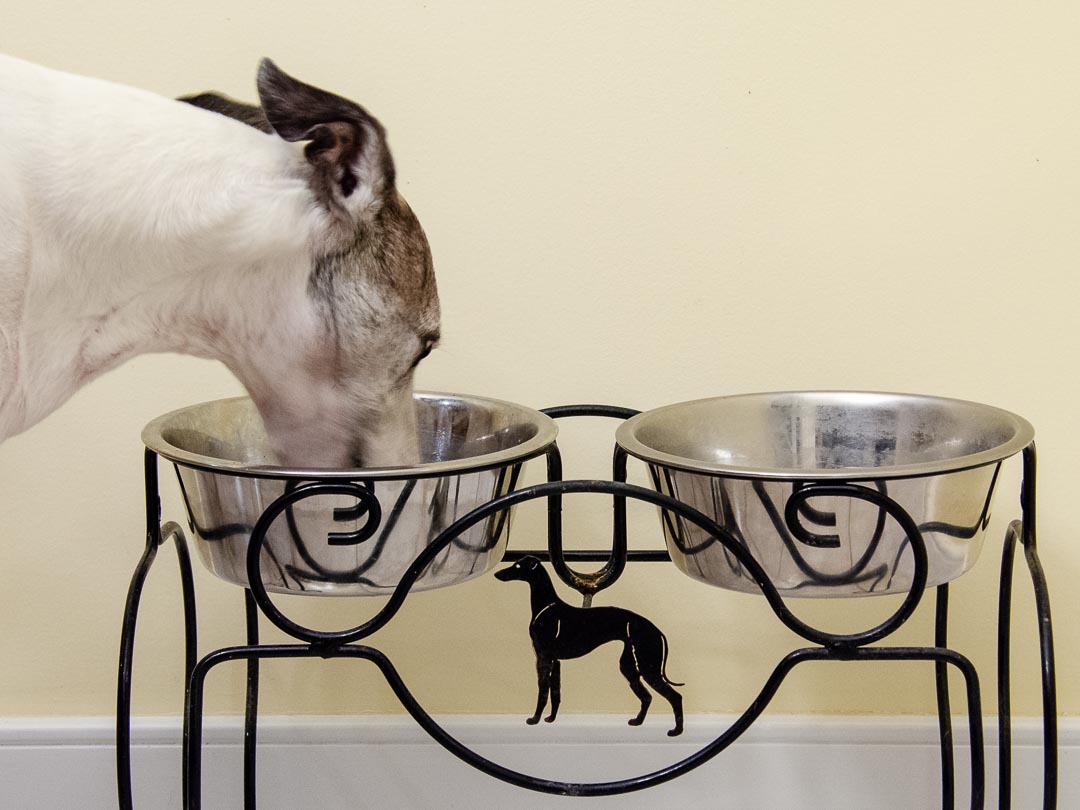 Why I Feed My Dogs Grain-Free Dog Food - Grain Free Dog Food With Snapper And Eggs
