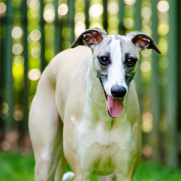 Happy brown and white whippet dog.