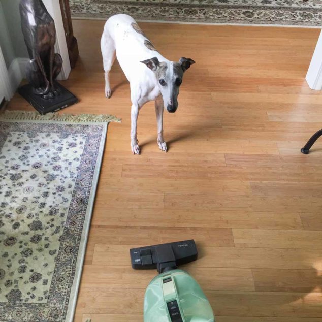 Dog looking at a vacuum cleaner