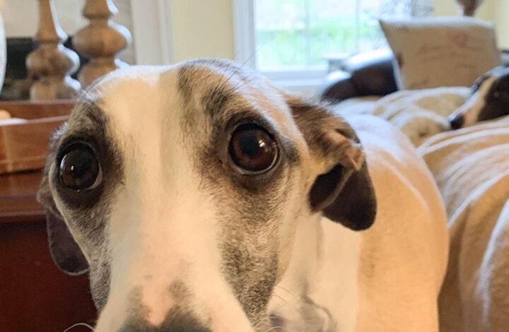 Close up of whippet dog with pitiful look and big eyes