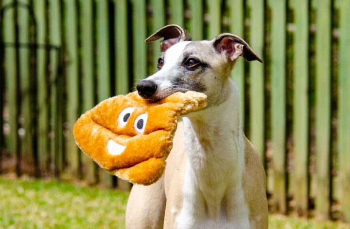 whippet with a poop emoji toy.