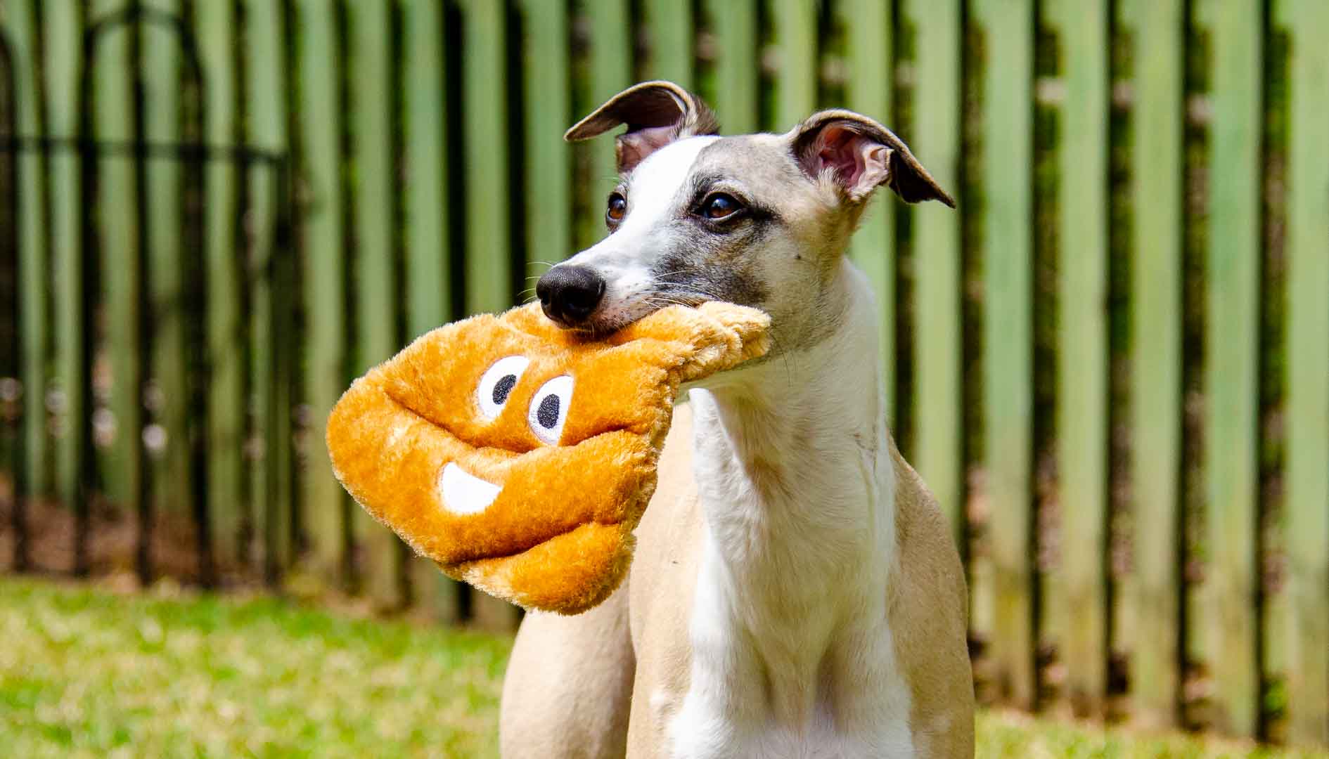Whippet dog holding a poop emoji toy in its mouth.