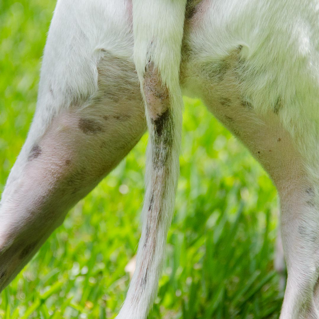 what does a bald spot on a dog mean