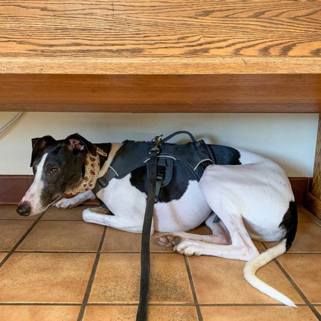 Whippet dog under a bench wearing a calming collar and harness.