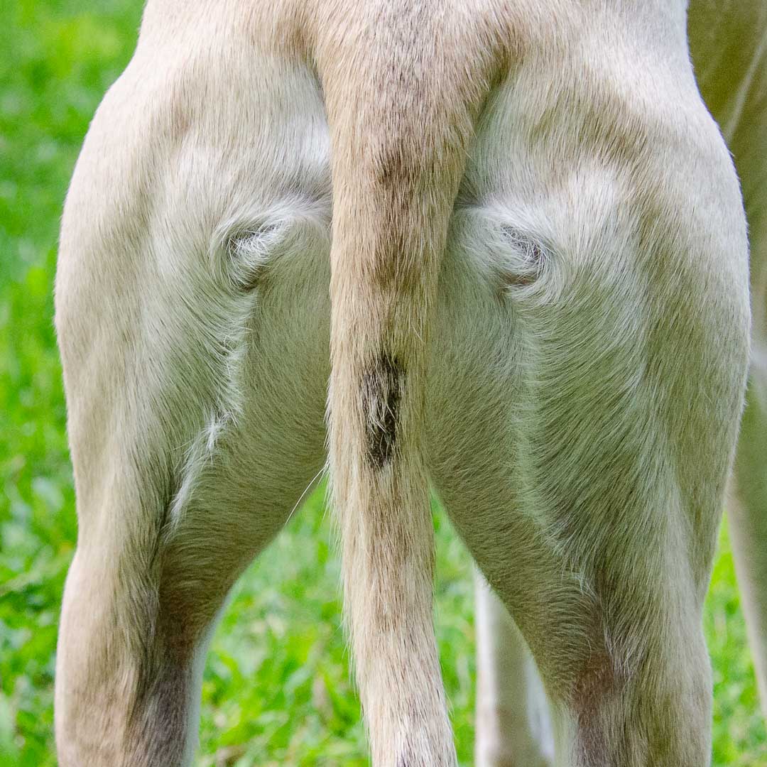 Small bald spot on a dog's tail