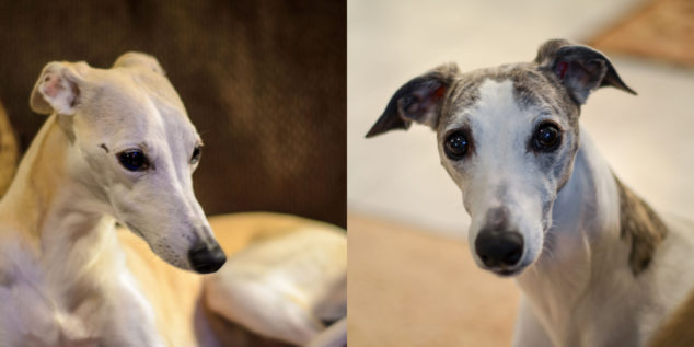 Collage of two whippet dogs