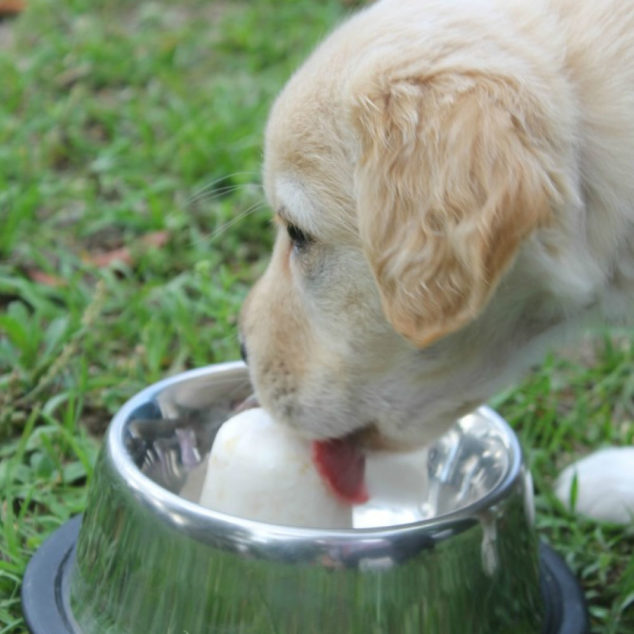 Dog licking a frozen dog treat in a stainless steel bowl.