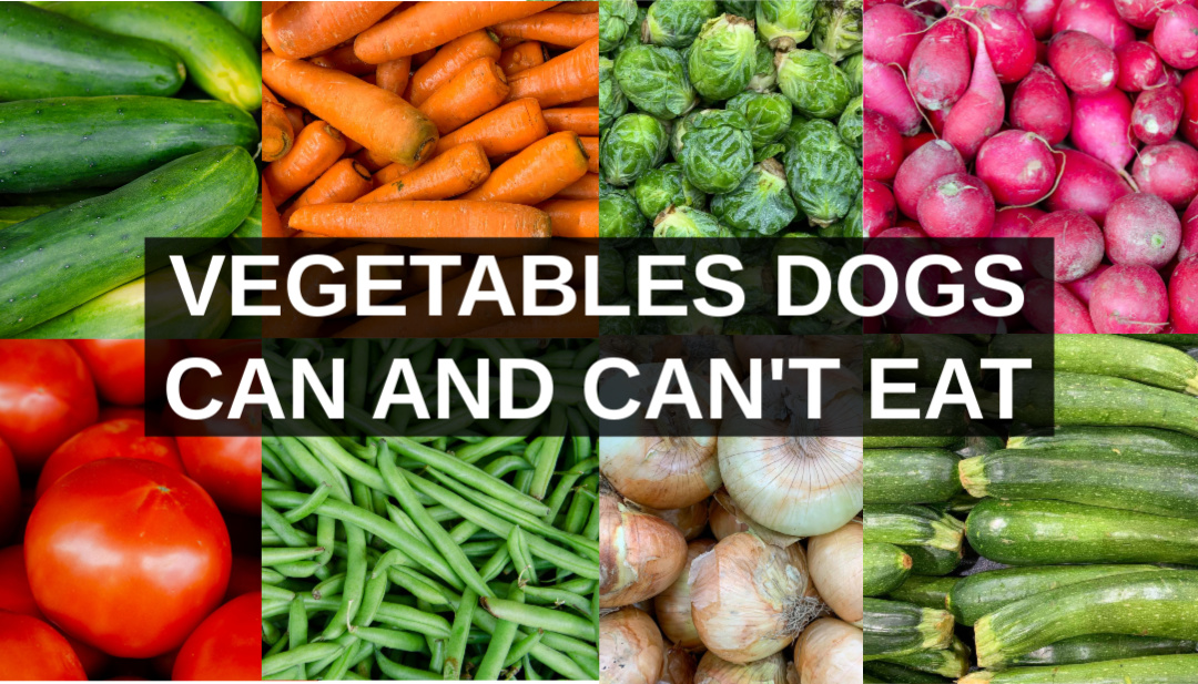 Vegetables Dogs Can Eat And Vegetables Harmful To Dogs