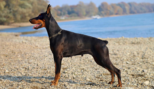 Doberman Pinscher dog standing on a beach
