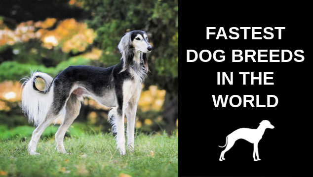 20 Fastest Dog Breeds in the World -