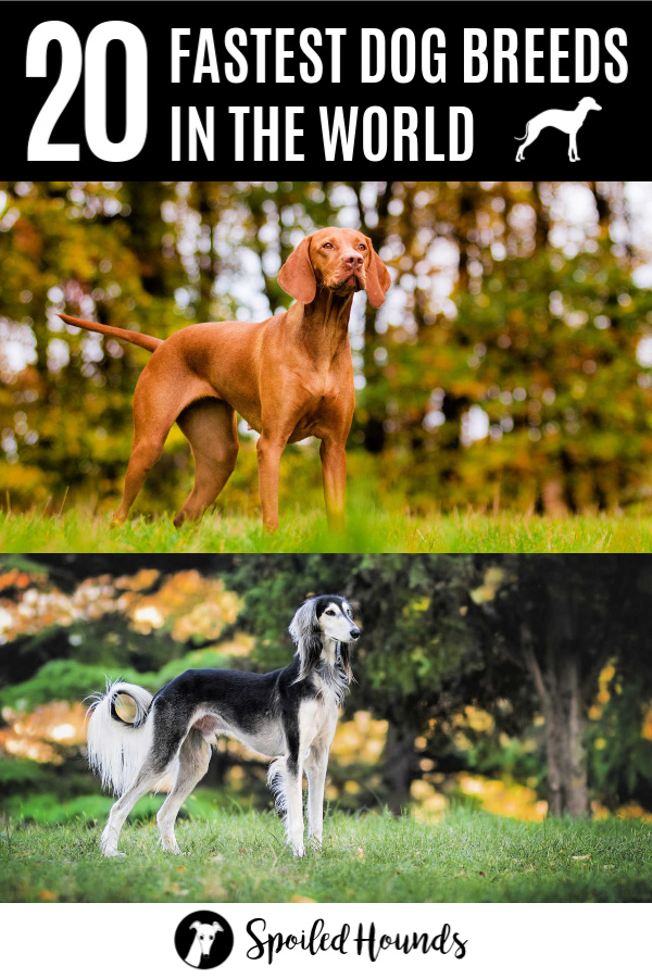 20 Fastest Dog Breeds in the World ranked by speed and size. #dogs #pets #doglovers