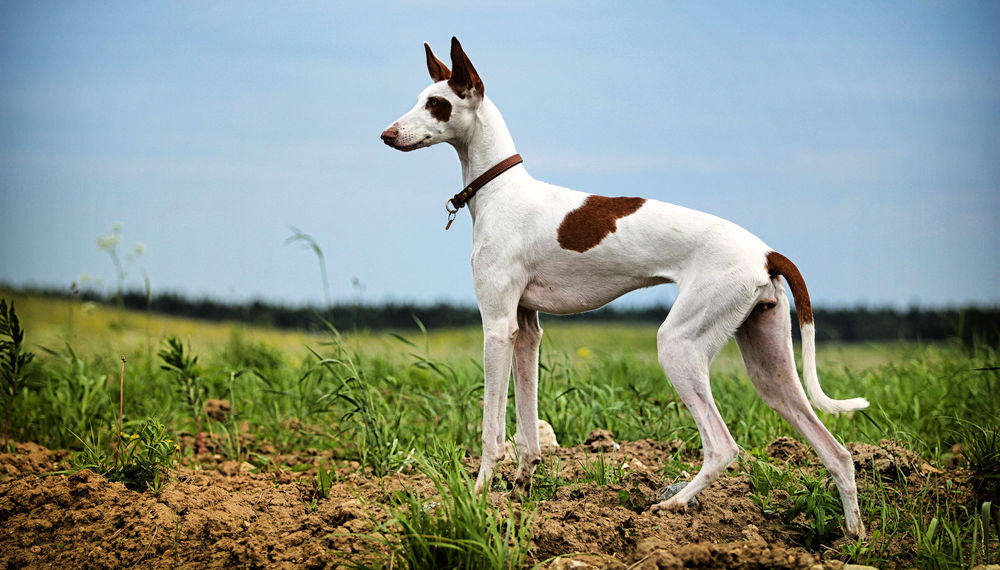 20 Fastest Dog Breeds in the World - Spoiled Hounds